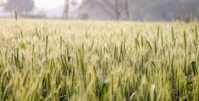Akola Grupa – Stiprie tiek pie kumosa par brīvu