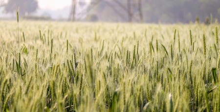 Akola Grupa – Stiprie tiek pie kumosa par brīvu