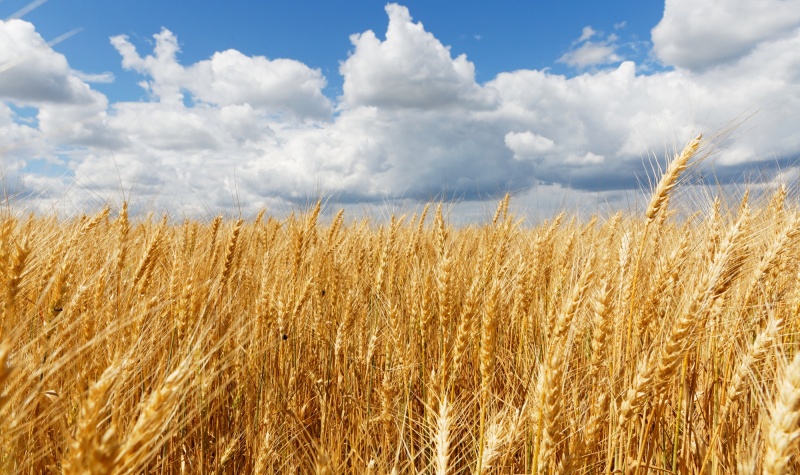 Swedbank uzņēmumam SIA „Linas Agro“ piešķir finansējumu 75 miljonu eiro apmērā