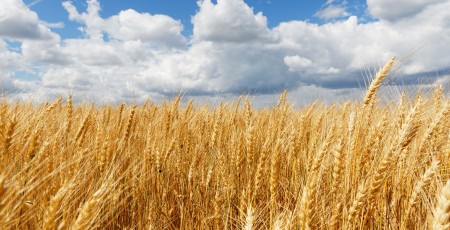 Swedbank nodrošina 65 miljonu eiro finansējumu uzņēmumam „Linas Agro“