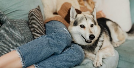 No pērtiķa kodieniem līdz “apēstiem” dzirdes aparātiem – jaunākie amizantie apdrošināšanas gadījumi 