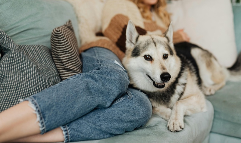 No pērtiķa kodieniem līdz “apēstiem” dzirdes aparātiem – jaunākie amizantie apdrošināšanas gadījumi 
