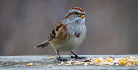 Akola Grupa - Putni turpina čivināt, graudiem kļūstot lētākiem