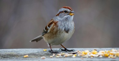 Akola Grupa - Putni turpina čivināt, graudiem kļūstot lētākiem