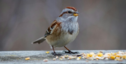 Akola Grupa - Putni turpina čivināt, graudiem kļūstot lētākiem