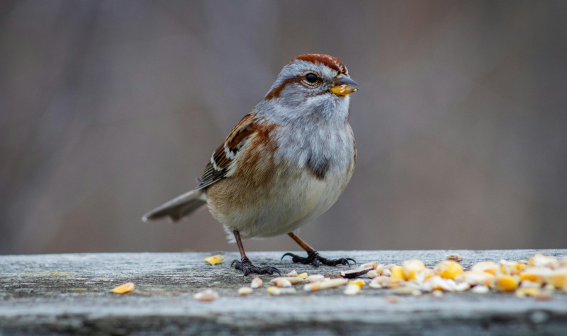 Akola Grupa - Putni turpina čivināt, graudiem kļūstot lētākiem