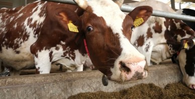 Ieguldot teju 3 miljonus eiro, Vecpiebalgas pagastā atklāta moderna govju ferma